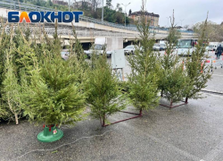 От 2 тысяч рублей: елочные базары открылись в Сочи