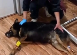 На территории Сочи неизвестные устроили массовую травлю собак 
