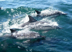 Дельфин -альбинос гостил в Имеретинской бухте