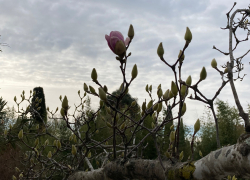 Город где магнолии цветут