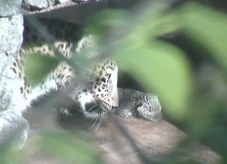 Котенок леопарда родился в нацпарке Сочи