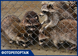 Детеныши животных из Кавказского заповедника в объективе сочинского фотографа