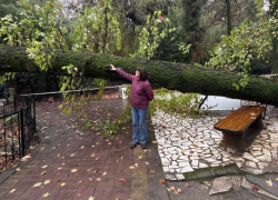 В Дендрарии Сочи упал вековой ликвидамбр