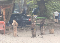 Сочинский нацпарк рассказал о мучениях филинов от фотосессий с туристами