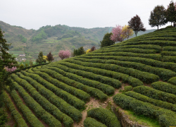 Чаеводов Сочи поддержат 