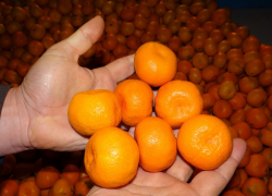 Муха укусила турецкие мандарины