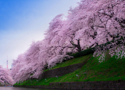 В Сочи зацвела Сакура