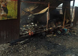 И снова живодеры!!