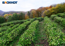 Более 41% чайных плантаций Сочи подлежат восстановлению