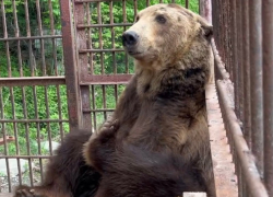 Спасенного из сочинского сафари-парка медведя Винни переселят в новый дом 