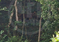 Медведи пришли в жилой район Сочи и перепугали горожан