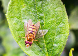 Средиземноморская муха-убийца, уничтожающая цитрусовые, атаковала Сочи