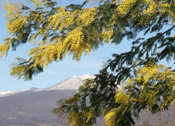 В Дендрарии зацвела акация серебристая