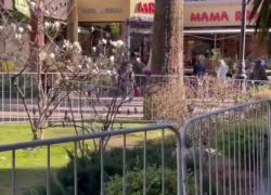 Цветущую магнолию огородили забором в Сочи