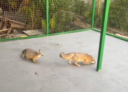 В Сочи появилась семья степных лис