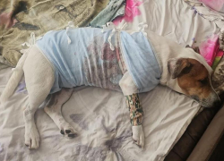 В Сочи ещё одна собака пострадала от алабая на самовыгуле