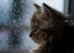 Швыряли и душили: малолетние живодеры издевались над бездомным котенком в Сочи