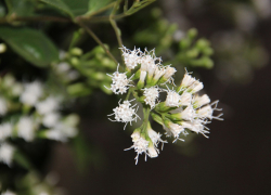 "Змеиный корень " расцвел в Дендрарии