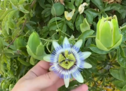 Маракуйя активно цветёт и плодоносит в Сочи