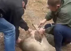 Молодой олень забежал в торговый центр в Сочи