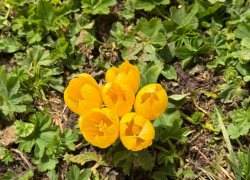 Два вида крокусов зацвели в горах Сочи