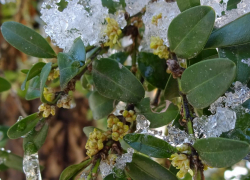 И расцвел самшит