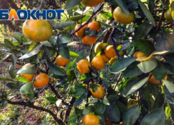 Более 4,5 тысячи тонн мандаринов поступило из Абхазии в Россию