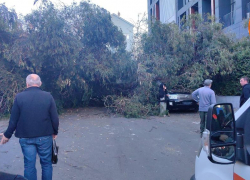 Огромный эвкалипт упал на автомобили в Сочи