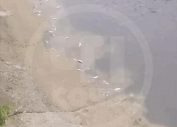 В Сочи массово погибла речная рыба