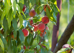Из-за жаркой погоды в Сочи на полмесяца раньше поспели персики и нектарины