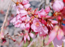 Японская вишня зацвела в Сочи