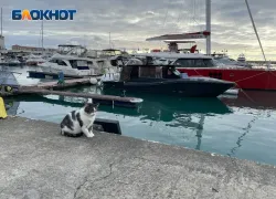 Минтранс поставил окончательную точку в споре о запуске парома Трабзон-Сочи