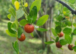 Лечебный китайский финик созрел в Сочи