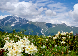 Доброе утро, Сочи