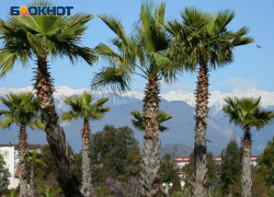 Дроны впервые применили в Абхазии в борьбе с пальмовым долгоносиком 