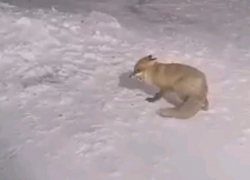 Голодную лису накормили печеньем