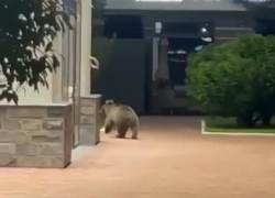 Одинокого медвежонка вновь заметили около отеля в горах Сочи