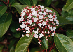 Цветет калина...