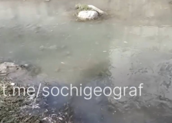 В Сочи зафиксировали очередной мор рыбы