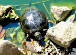 Краснокнижных черепах в Сочи заживо уничтожают спецтехникой в водоеме 