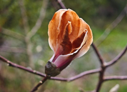 Магнолия Кобус неожиданно зацвела в Сочи в конце декабря