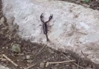 Скорпиона обнаружили туристы во время отдыха в Сочи