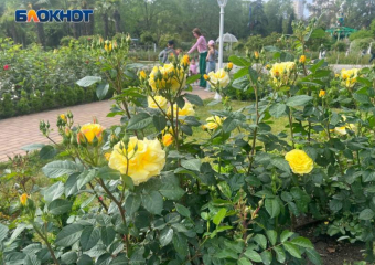 Более 3 тысяч кустов роз высадят в центре Сочи