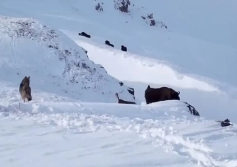 Молодые волки попытались напасть на зубренка в Кавказском заповеднике