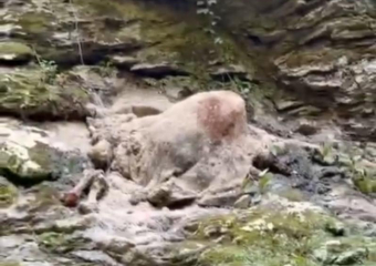 Мертвый бык гниет на берегу реки в Сочи, в которой купаются люди