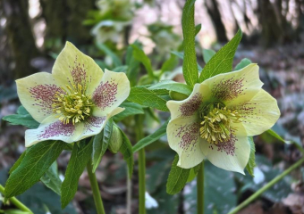 Краснокнижные растения, которые считаются предвестниками холодов, зацвели в Сочи