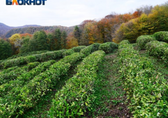 «Хоста-чай» в Сочи остался без совета директоров