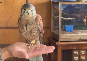 Ослабевшего ручного сокола спасли в Сочи