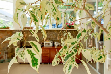 Бронирование номеров в гостевом доме «Colibri Beach»* - 