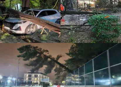 Пострадали машины, жилой дом, ЛЭП и дороги: ураганный ветер повалил множество деревьев в Сочи